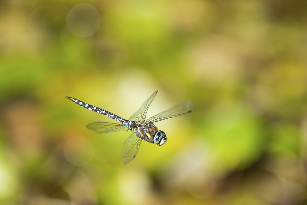 Platz 9 Kajetan Prinz